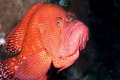   Grouper cleaner shrimp  